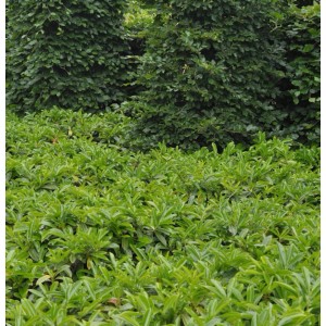 Bodendecker Lorbeerkirsche Mount Vernon (Prunus laurocerasus) als grüne, dichte Fläche.