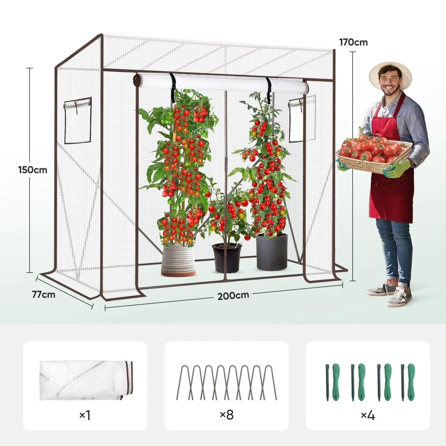 Sekey Tomatengewächshaus 200x77x170cm mit reifen Pflanzen. Mann mit Tomatenkorb. Ideal für Garten & Balkon.