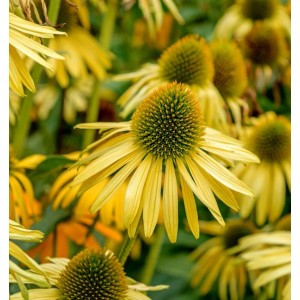Gelber Sonnenhut 'Sunrise' (Echinacea purpurea), eine winterharte Gartenstaude.