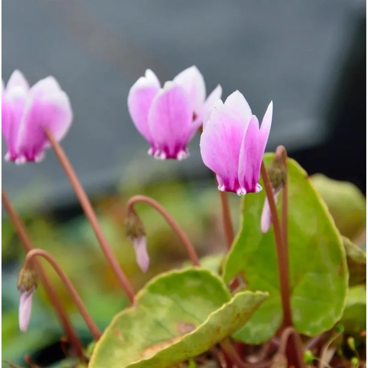 Frühlings Alpenveilchen Roseum - Cyclamen coum
