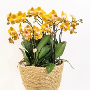 Orangefarbenes Orchideen-Set im Schilfkorb mit drei 'Las Vegas' Orchideen (12cm) und Bewässerungssystem.