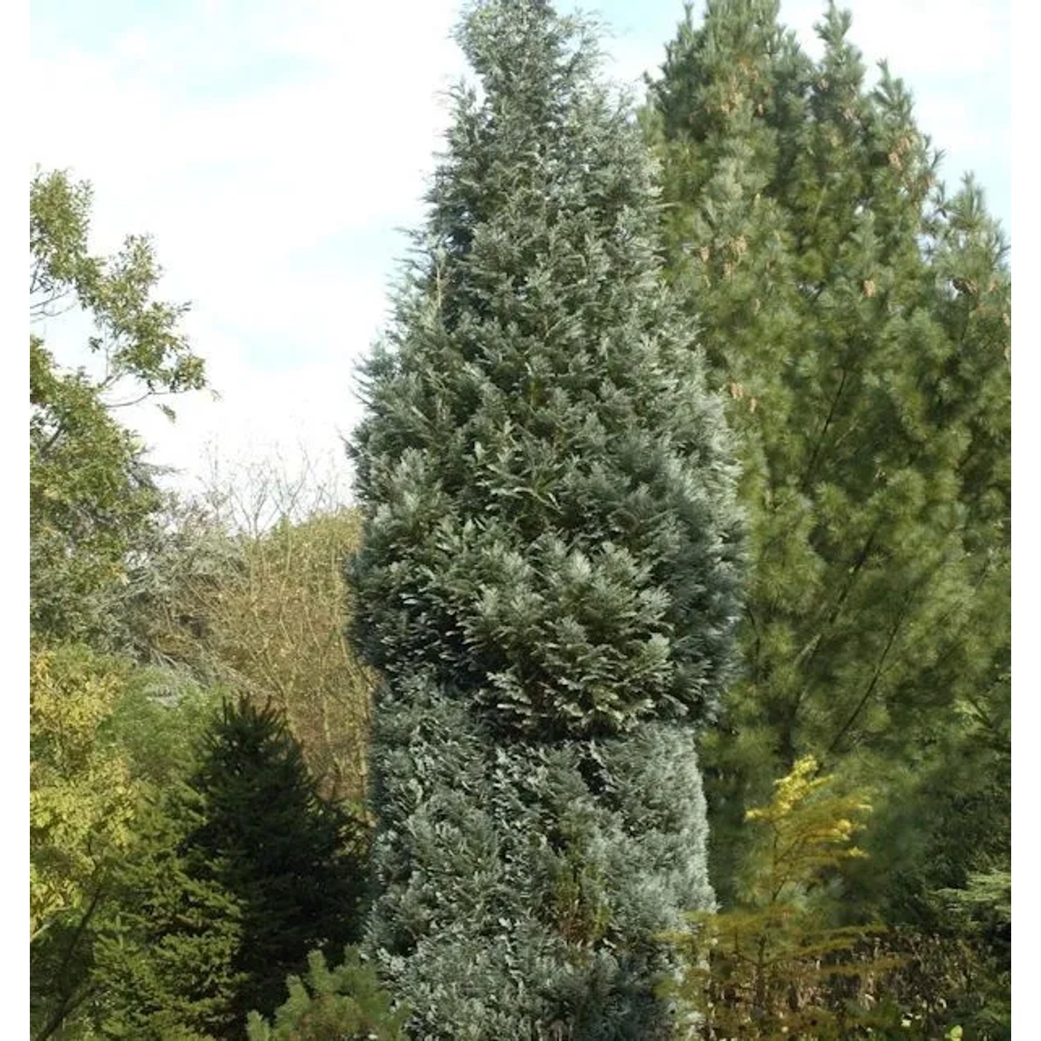 Scheinzypresse Pelts Blue 40-60cm - Chamaecyparis,awsoniana