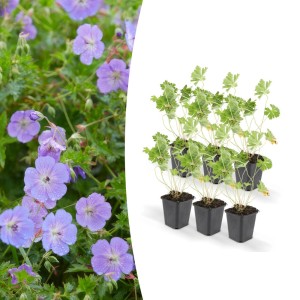 Set aus 6 Storchschnabel Rozanne Bodendecker Pflanzen im 9cm Topf mit blau-violetten Blüten.