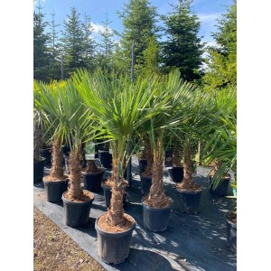 Chinesische Fächerpalme (Trachycarpus fortunei) im Topf, ca. 140-160cm hoch, winterharte, exotische Pflanze.