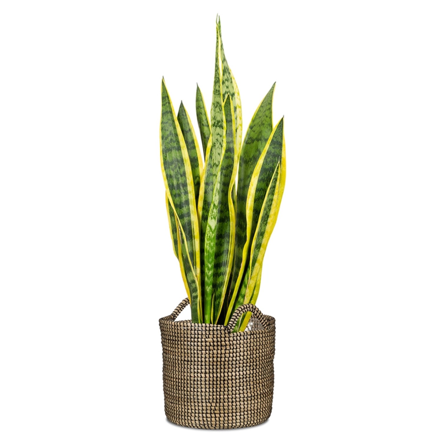 Scheurich Pflanzgefäß 514, Ø 32 cm, schwarz, mit Sansevieria-Pflanze.