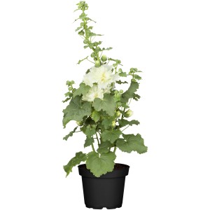 Weiße Stockrose (Alcea rosea) im Topf, eine blühende, ca. 19 cm hohe Gartenpflanze von GROW by OBI.