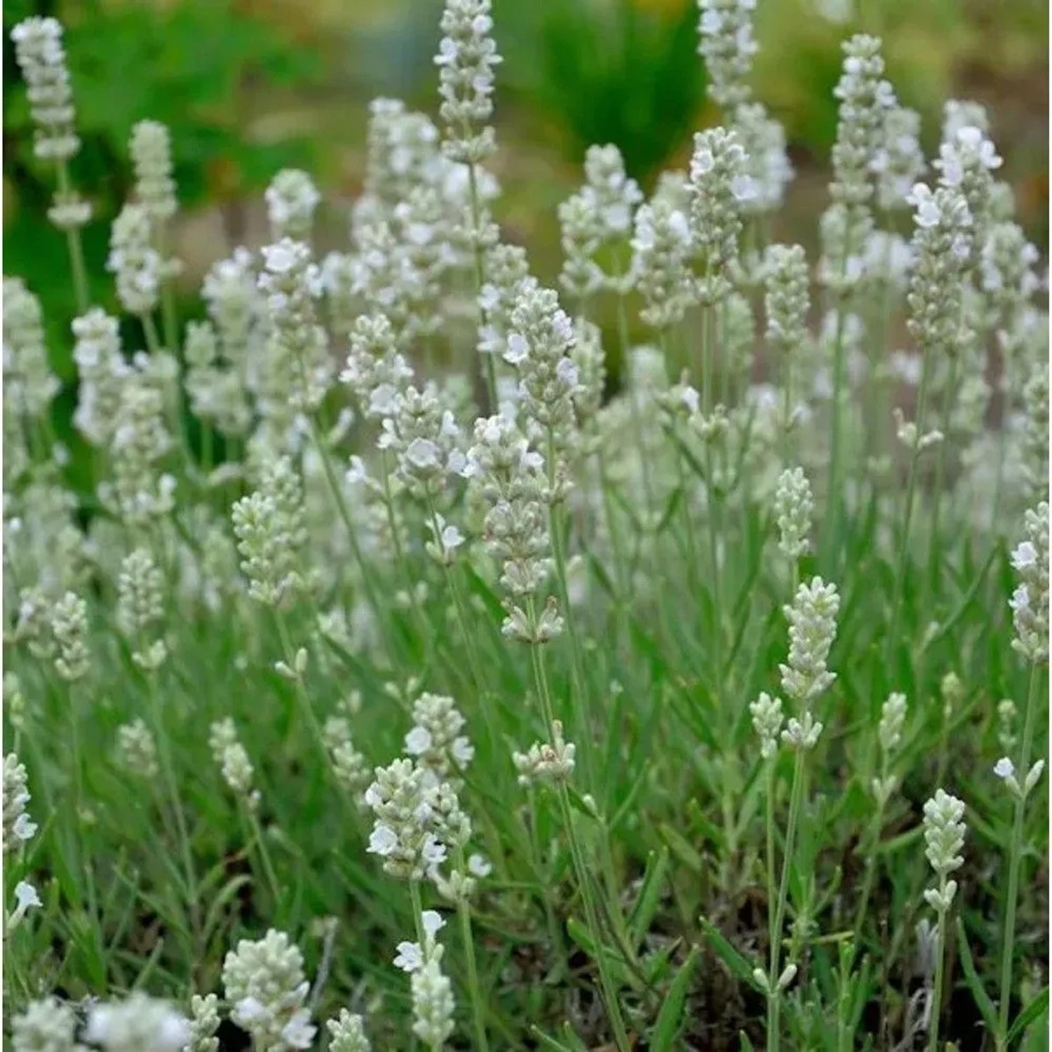 Echter Lavendel Blue Mountain White - Lavandula angustifolia