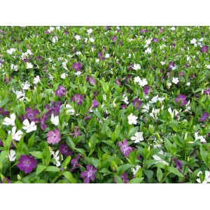 Immergrün Austria Rot-Weiß (Vinca minor) mit rotvioletten und weißen Blüten als Bodendecker.
