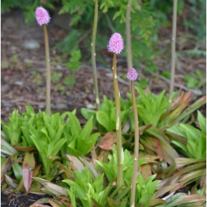Sumpf Scheinnelke (Helonias bullata) mit rosa Blüten im Gartenbeet.