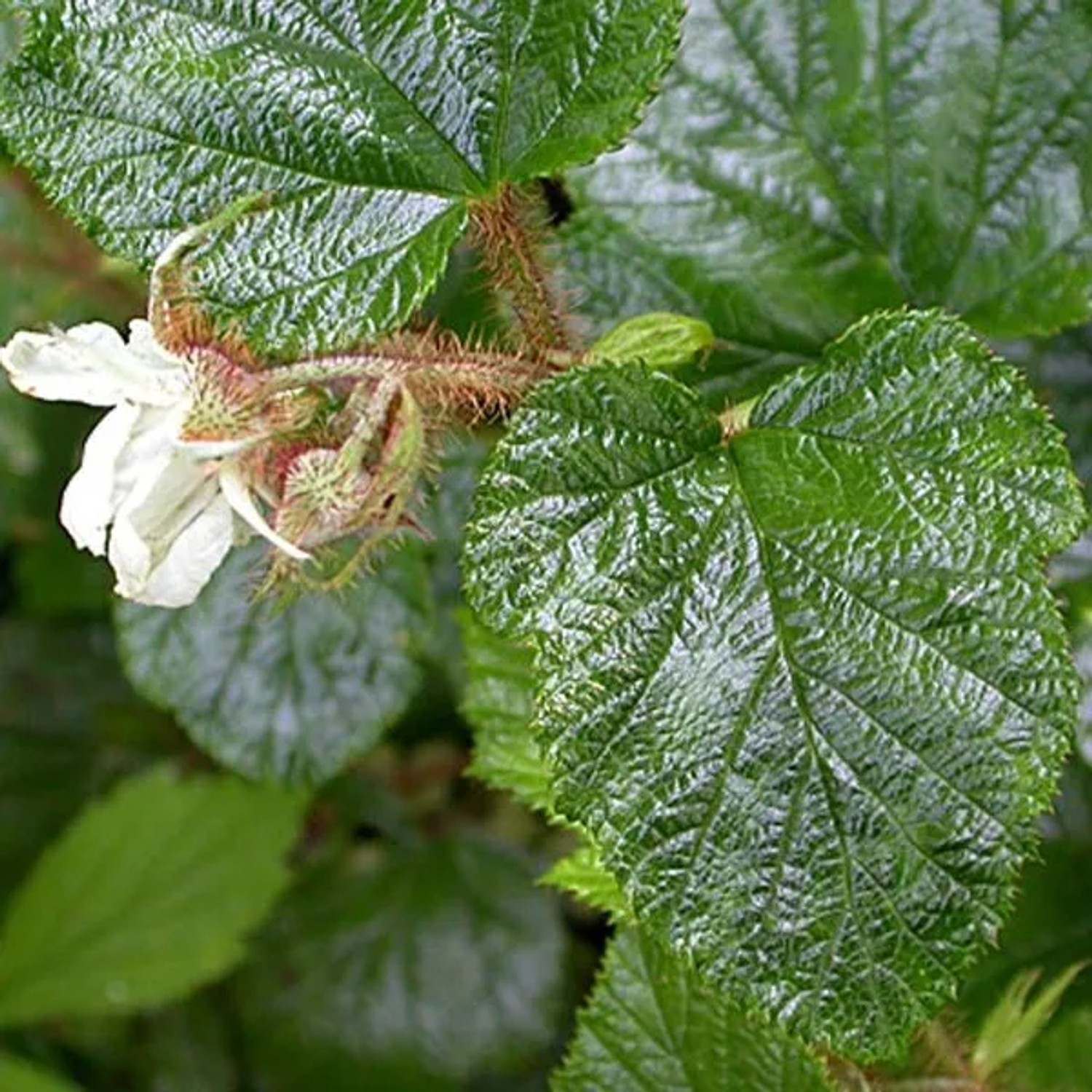 arborix 6 X Kriechende Brombeere Rubus Tricolor Topf 9cm Immergrün