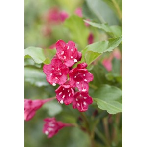 Nahaufnahme der leuchtend roten Blüten der Weigela Red Prince Weigelie.