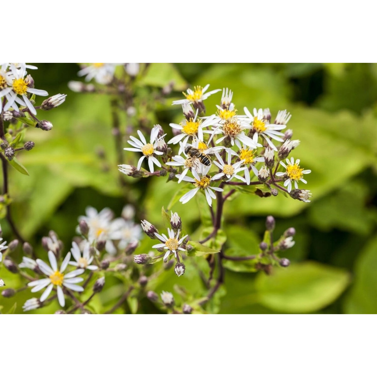 Weiße Waldaster (Aster divaricatus) im 9x9 cm Topf mit filigranen Blüten und grünen Blättern.