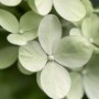 Nahaufnahme der limettengrünen Blüten der Baumfink Rispenhortensie.