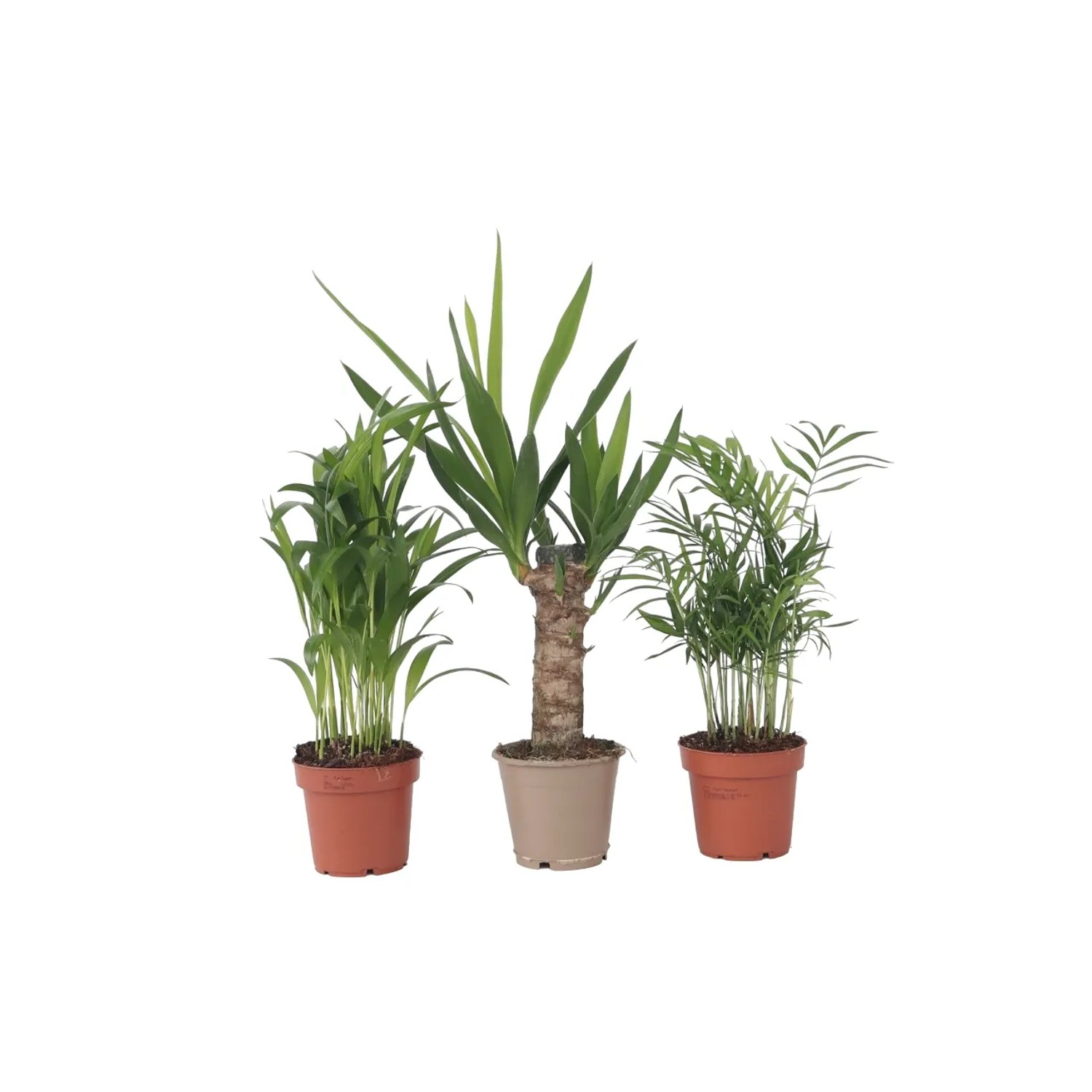 Plant In A Box Kleine Zimmerpalmen X3  Mini Indoor Palm Mix Höhe 25cm Ø12 Grün