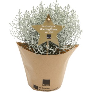 Blu Bio-Silberdraht Advent im Topf, ca. 12 cm. Dekorative Calocephalus brownii Balkonpflanze mit silbrigem Laub.