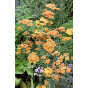 Terracotta Schafgarbe (Achillea Millefolium) im 9x9 cm Topf, Stauden mit orangefarbenen Blüten.