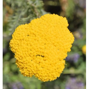 Nahaufnahme der leuchtend gelben Blüte der Schafgarbe Helios (Achillea filipendulina).