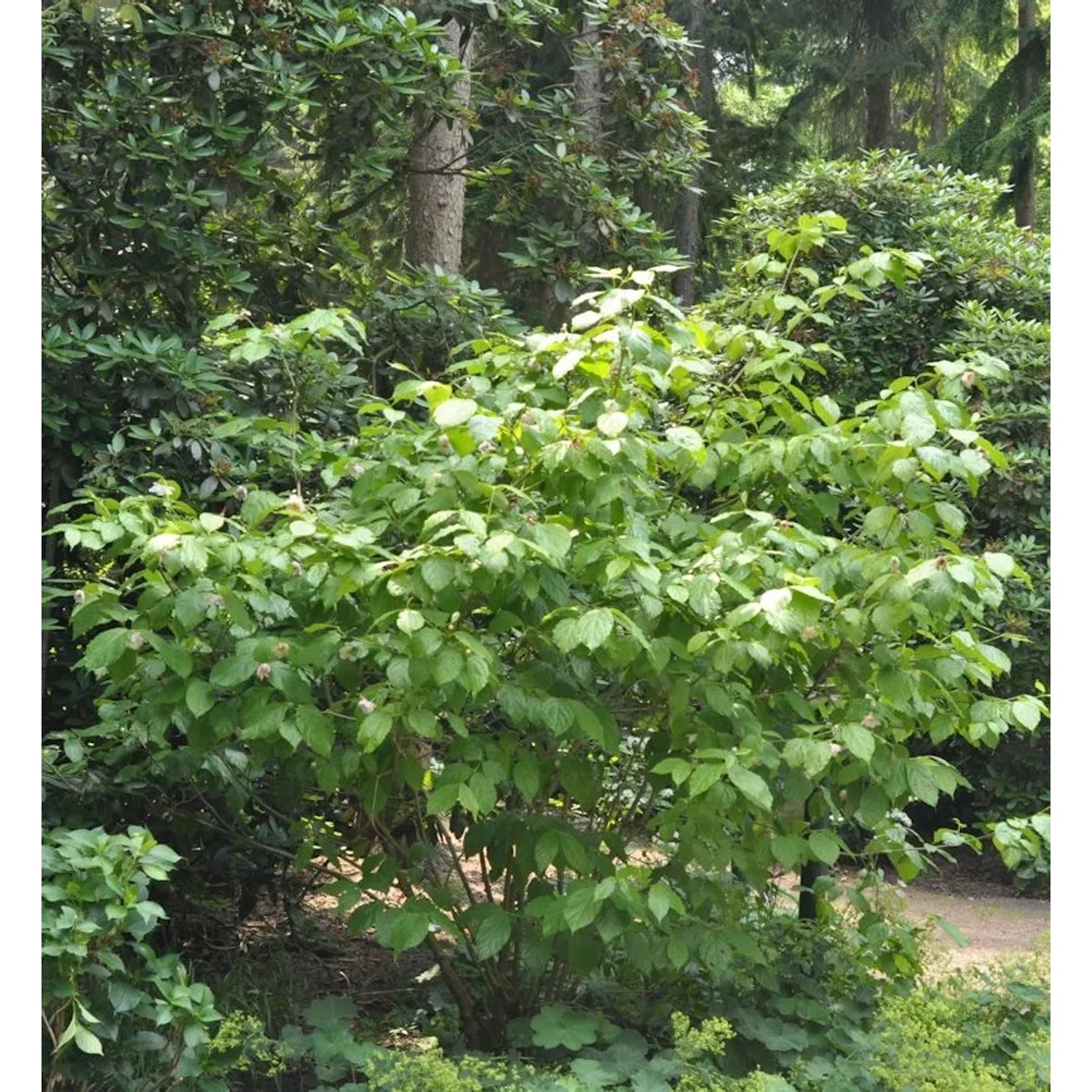 Chinesischer Wachsstrauch Hartlage Wine 60-80cm - Sinocalycanthus raulstonii