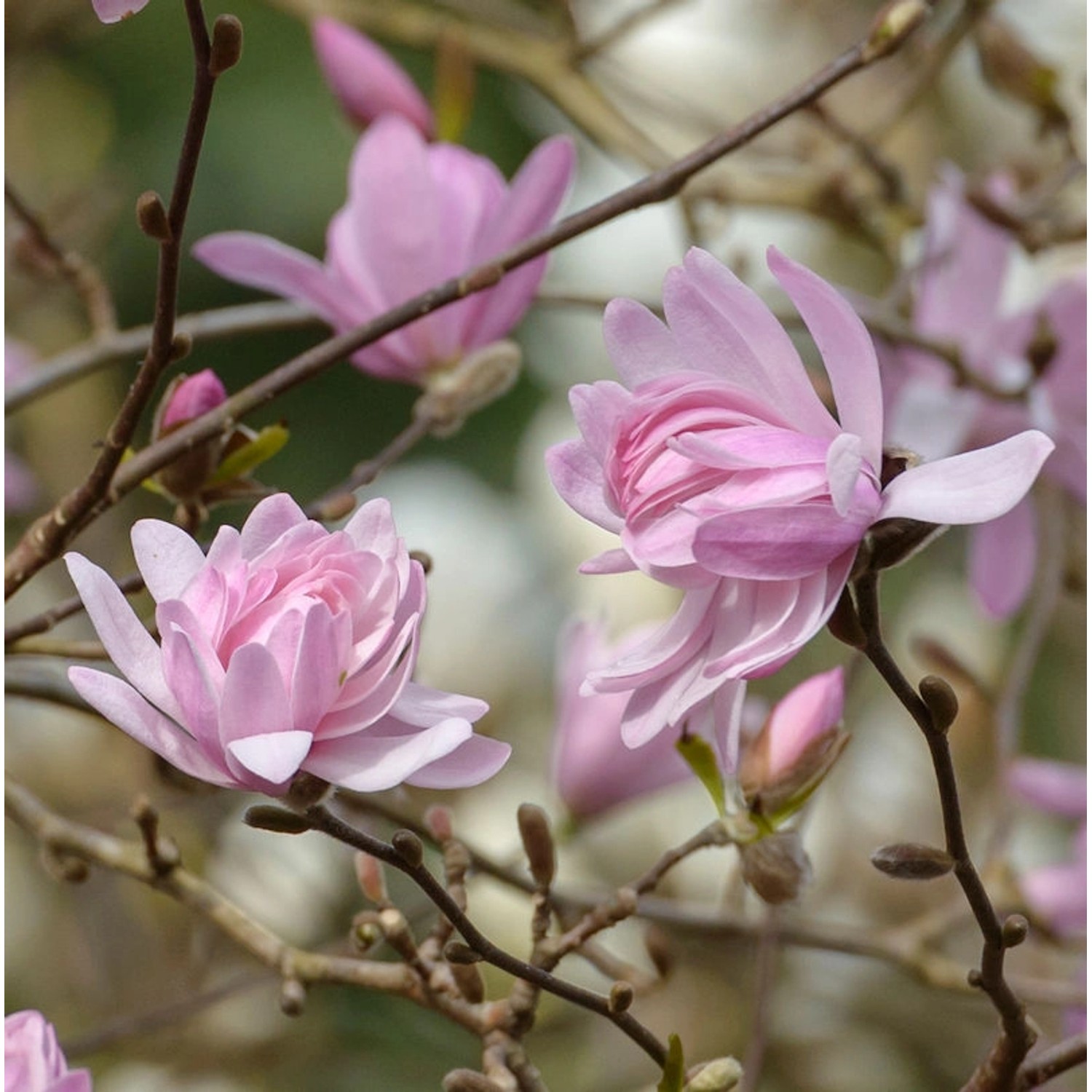 Hochstamm Kleine Sternmagnolie Georg Henry Kern 60-80cm - Magnolia stellata günstig online kaufen