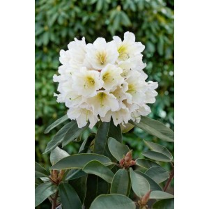 Nahaufnahme der weißen Blüten des Rhododendron INKARHO® Dufthecke, ideal für Hecken und Gärten.