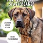 Hund mit schwarzem Rudelkönig Zugstopphalsband Größe 7 aus Nylon, verstellbar.
