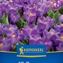 Kiepenkerl Blumenzwiebel Großblumiger Krokus Flower Record 12 Stück_2