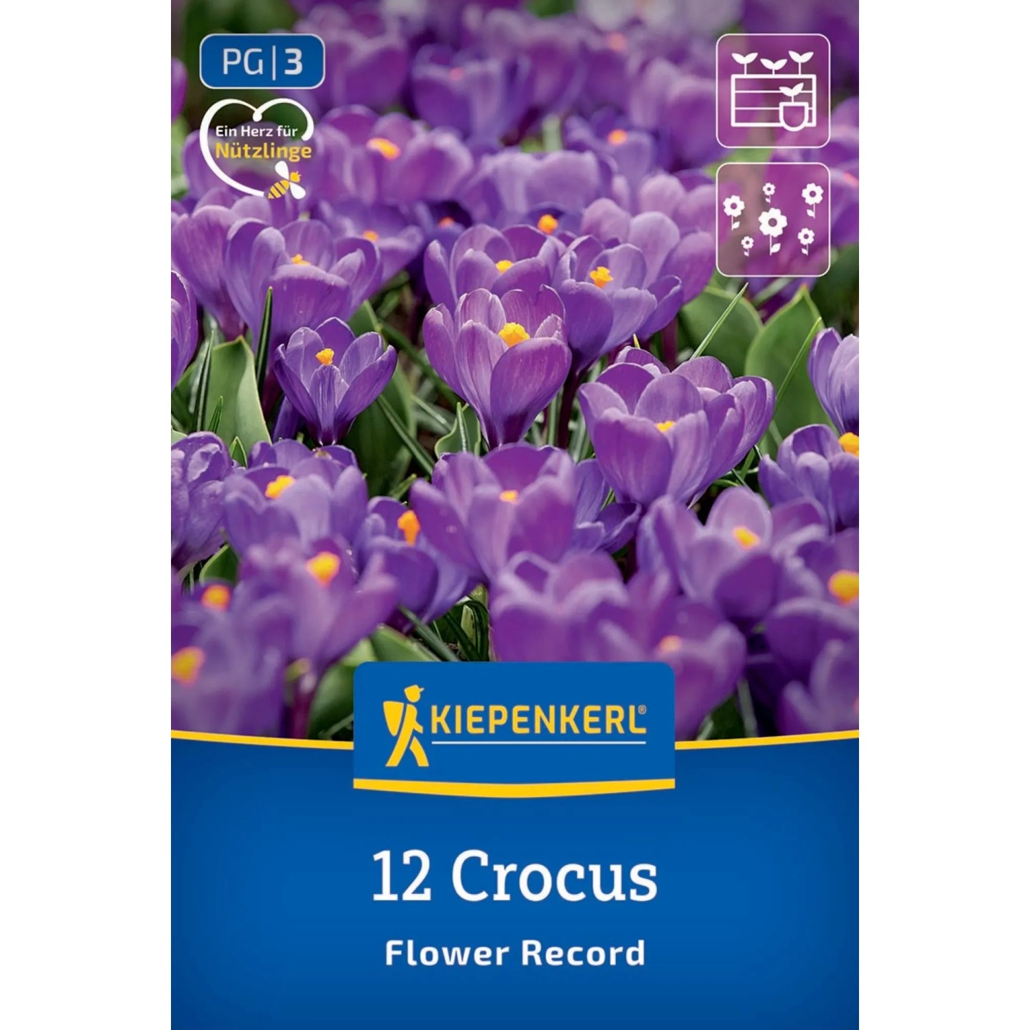 Kiepenkerl Blumenzwiebel Großblumiger Krokus Flower Record 12 Stück_2