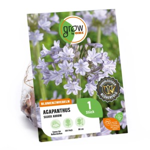 GROW by OBI Agapanthus Silver Arrow Blumenzwiebel mit zart blauen Blüten.