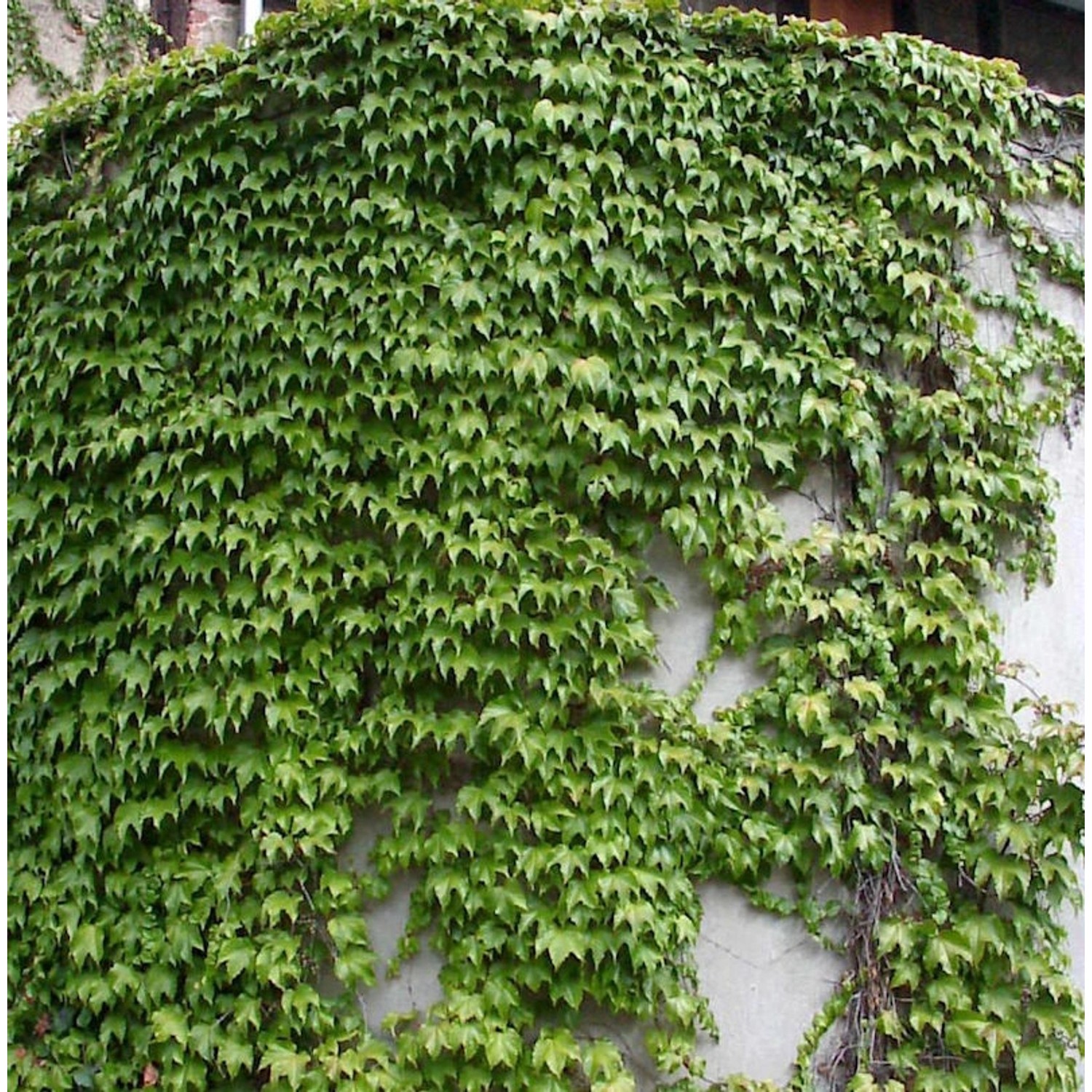 Jungfernrebe Green Sping 40-60cm - Parthenocissus tricuspidata günstig online kaufen