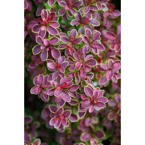 Detailaufnahme der Berberitze 'Golden Ring' mit roten Blättern und goldenem Rand. Heckenpflanze.