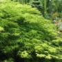 Grüner OBI Schlitzahorn 'Dissectum Viridis' im 19 cm Topf mit filigranem Laub.