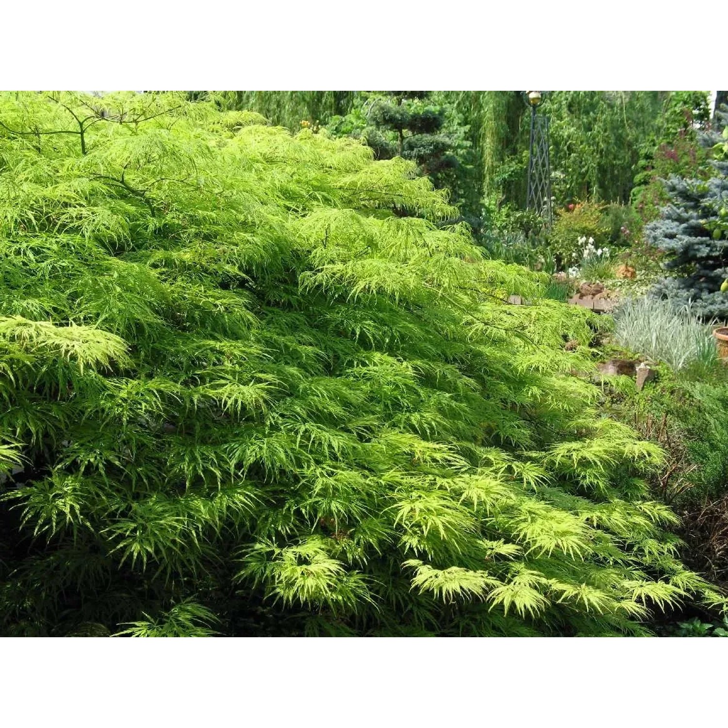 Grüner OBI Schlitzahorn 'Dissectum Viridis' im 19 cm Topf mit filigranem Laub.