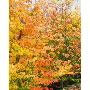 Parrotia Persica Eisenholzbaum mit leuchtend roter und gelber Herbstfärbung.