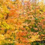 Parrotia Persica Eisenholzbaum mit leuchtend roter und gelber Herbstfärbung.
