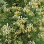 Üppiges Japanisches Geißblatt 'Halliana' mit cremeweißen und gelben Blüten.