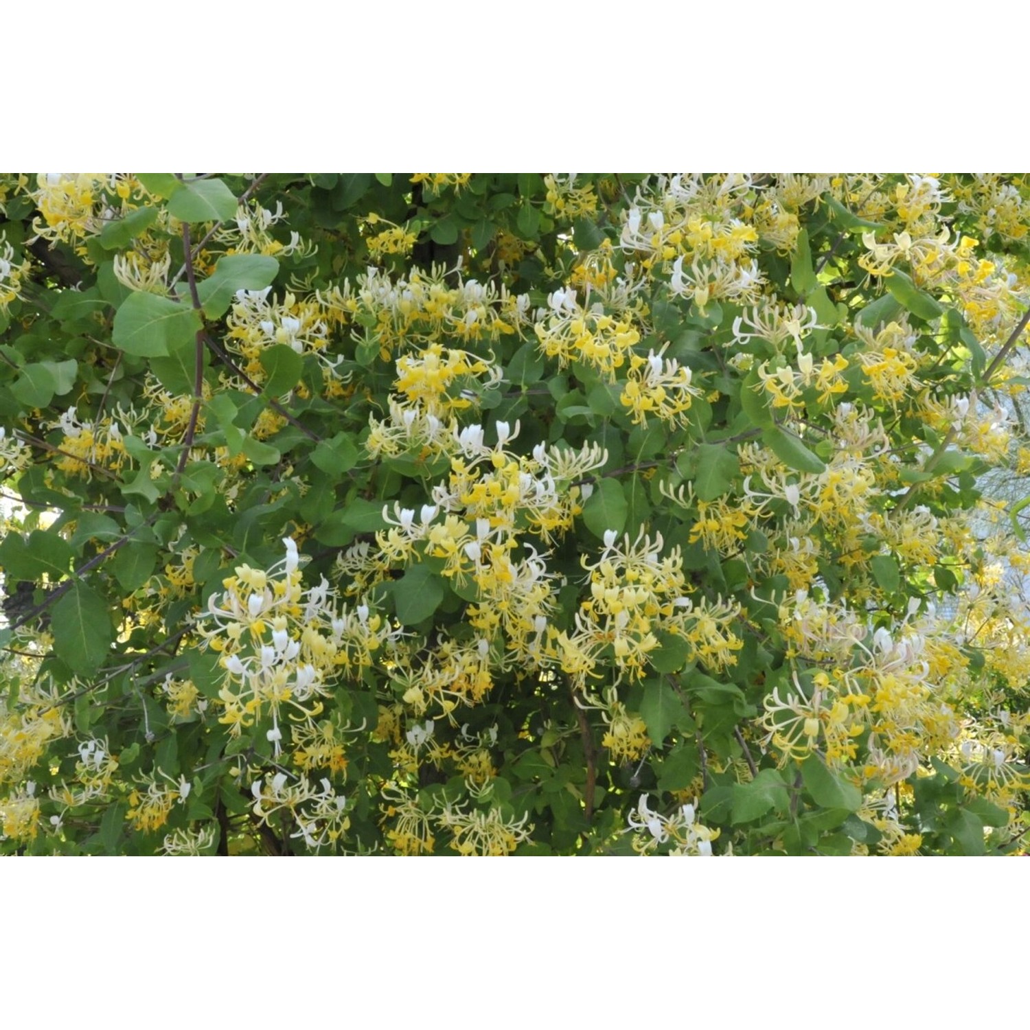 Lonicera Japonica Halliana Japanisches Geißblatt Cremeweiß 100–150 cm günstig online kaufen