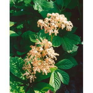 Rodgersia Henrici Schaublatt mit rosa Blüten und grünen Blättern im Topf.
