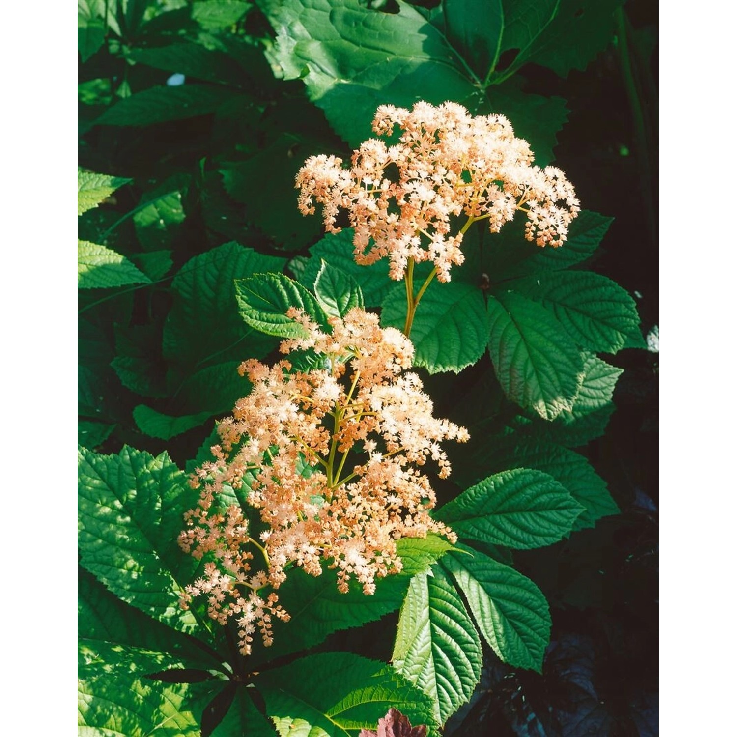 Rodgersia Henrici Schaublatt Ca. 11x11 cm Topf günstig online kaufen