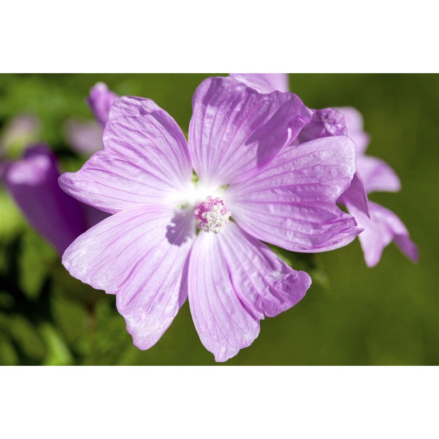 Malva Moschata Moschusmalve Rosa Ca 9x9 cm Topf günstig online kaufen