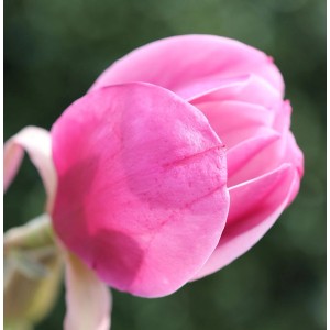 Nahaufnahme einer rosa Magnolie Sweet Valentine Blüte. Strauch für Garten und Beet.