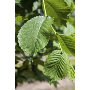 Nahaufnahme der grünen Blätter einer Weißen Maulbeere (Morus Alba), einem Hausbaum.