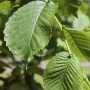 Nahaufnahme der grünen Blätter einer Weißen Maulbeere (Morus Alba), einem Hausbaum.