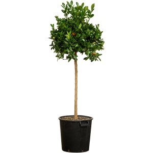 Orangenbaum 'Calamondin' (140-160cm) im Topf, mit Stamm. Kübelpflanze von GROW by OBI.