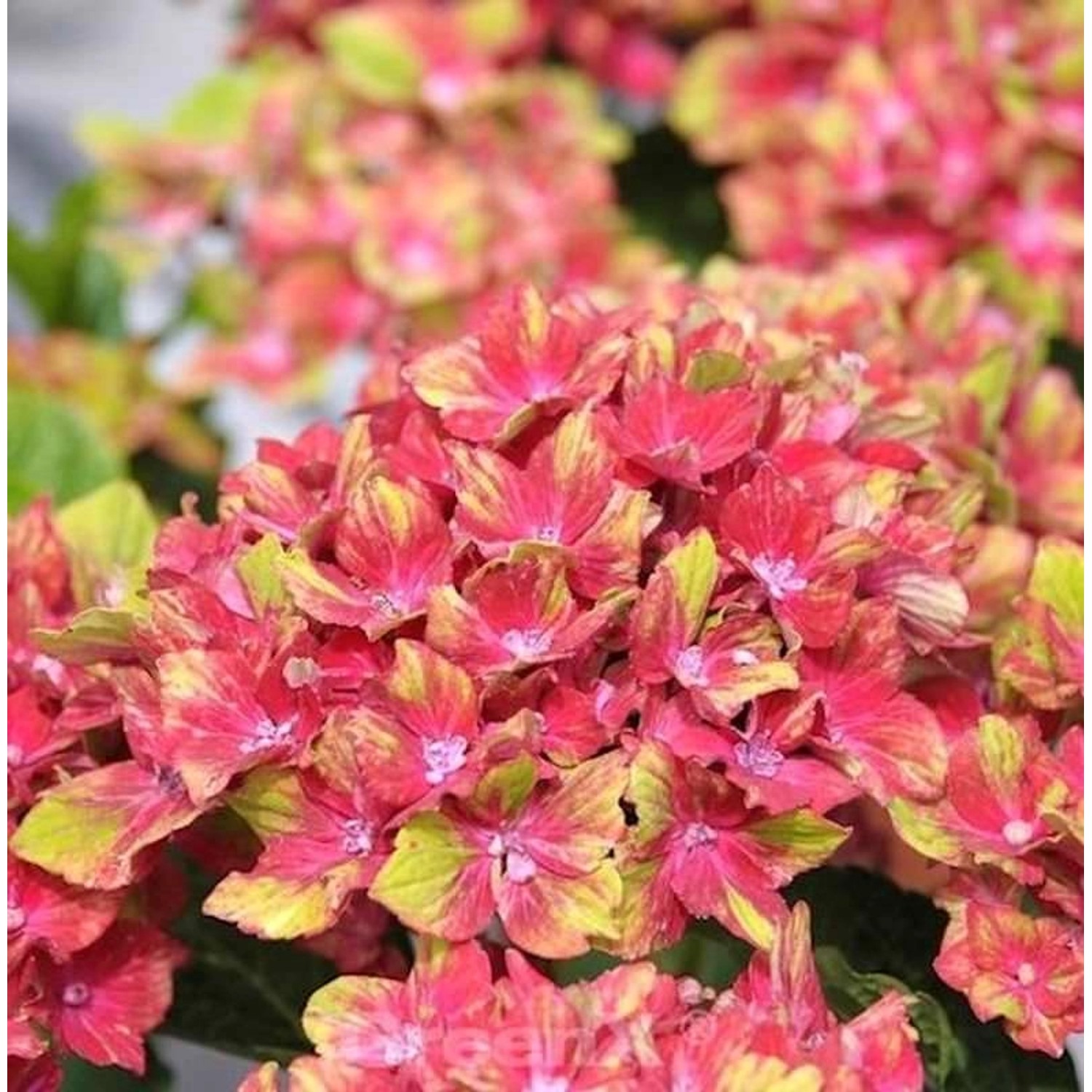 Bauernhortensie Schloss Wackerbarth 30-40cm - Hydrangea macrophylla günstig online kaufen