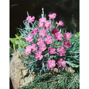 Dianthus Blaureif Pfingstnelke im 9x9 cm Topf mit rosa Blüten und blaugrünem Laub.