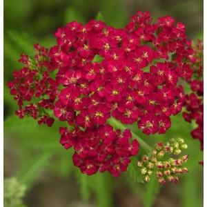 Purpurrote Schafgarbe Christel (Achillea millefolium) mit gelben Akzenten, Nahaufnahme.