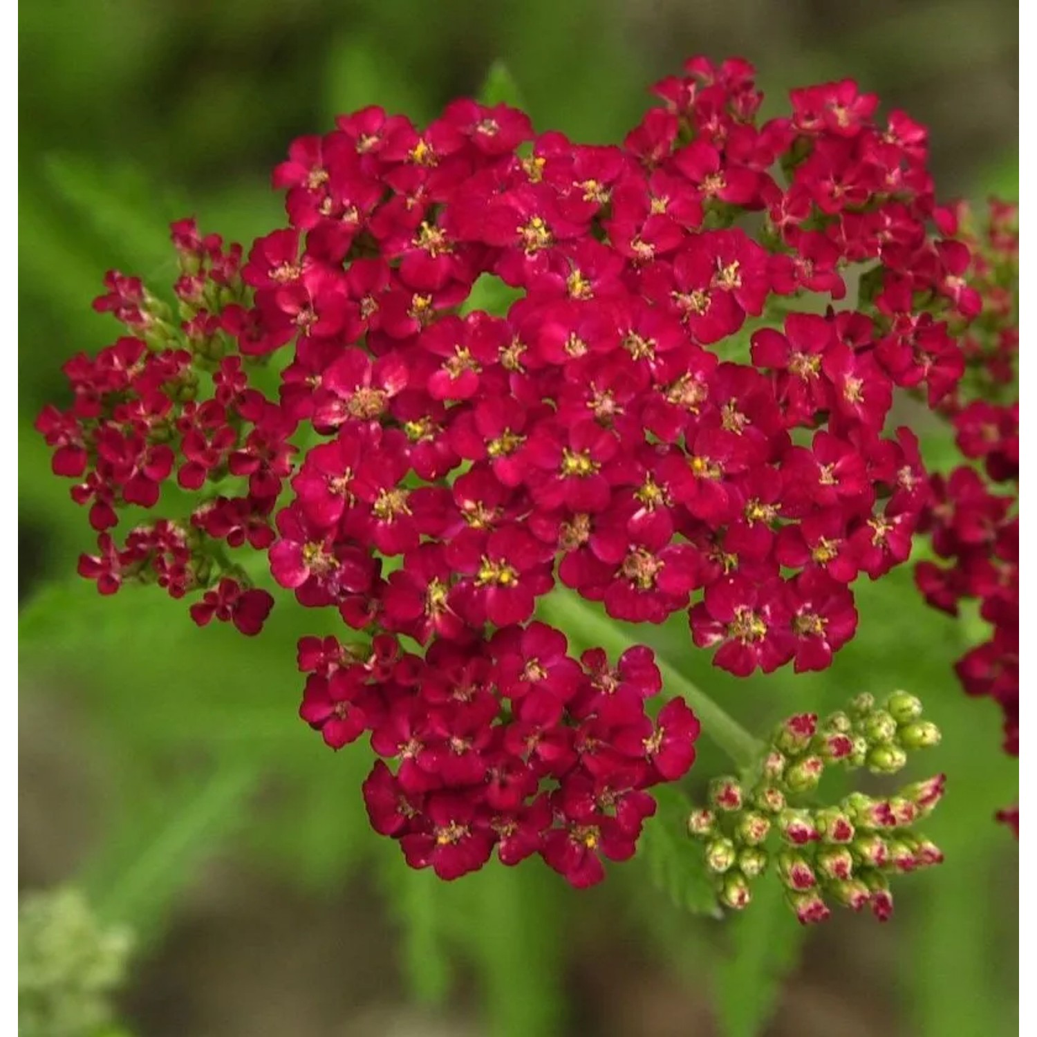 Schafgarbe Christel - Achillea millefolium