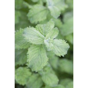 Nahaufnahme der grünen Blätter der Mojito Minze (Mentha sp.) im 11x11 cm Topf.