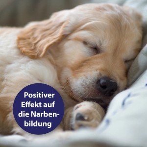 Schlafender, goldener Welpe. Canosept Wundgel fördert die Narbenbildung bei Hunden.