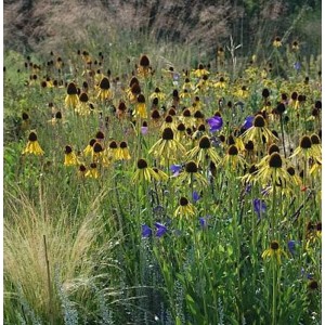 Feld mit gelben Sonnenhüten (Echinacea paradoxa) und blauen Glockenblumen, Stauden.